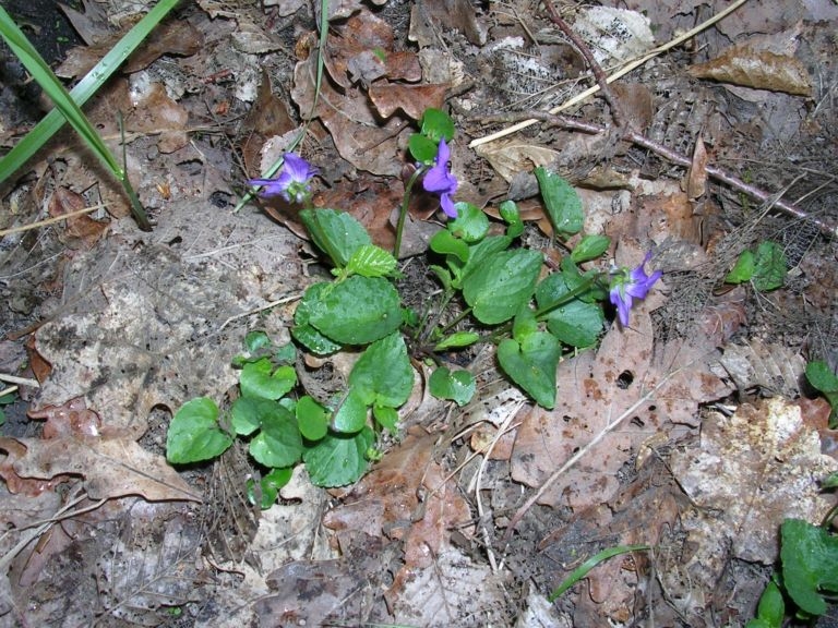 Viola odora